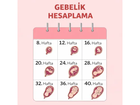 gebelik haftası hesaplama